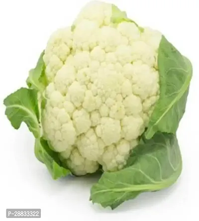 Baishnab cauli seed 210psCauliflower Seeds Phool Gobhi Vegetable Seeds 210Seeds 210PIECE-thumb0