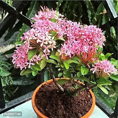 Baishnab  Trothic Ixora Chethi Pink Plant Live Flow-thumb0