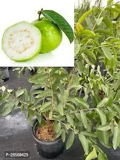 Baishnab Guava Plant GUAVA PLANT O55-thumb3