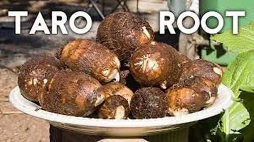 Baishnab Arbi Bulbs seed 5 per packet rbTaro Root   Arbi   Dasheen   Eddoes Vegetable Bulbs    T34385PIECE-thumb3