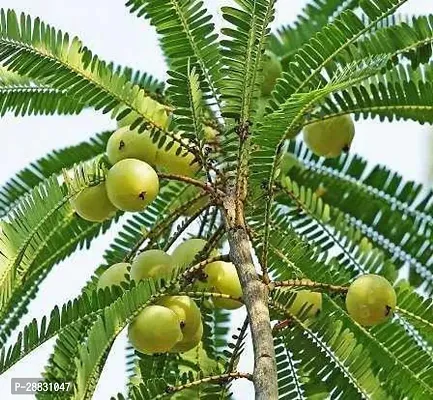 Baishnab  AMLA74 Amla Plant-thumb0