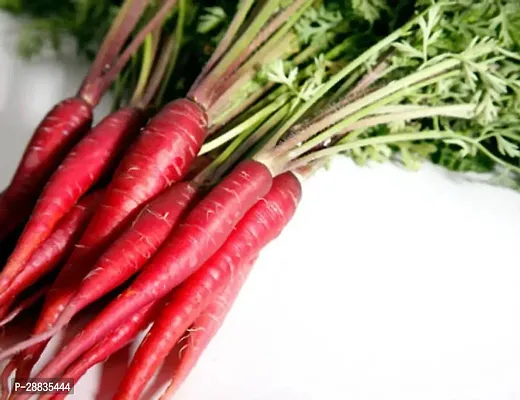 Baishnab Carrot 1500mc uyhGaj 264 Atomic Red Carrot 1500Seeds1500PIECE