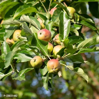 Baishnab  Apple Plant00221 Apple Plant