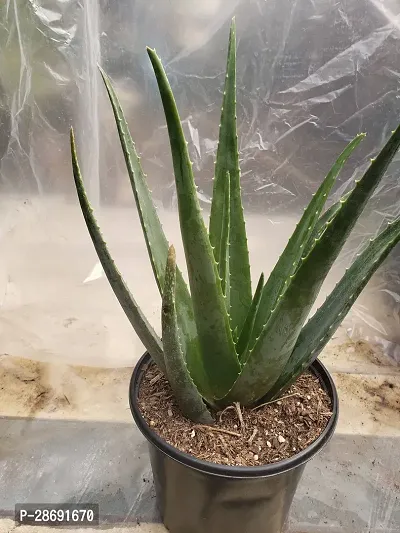 Baishnab Aloe Vera Plant NMF25-thumb0