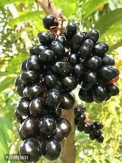 Baishnab  JamunModelBadamaplant Jamun Plant