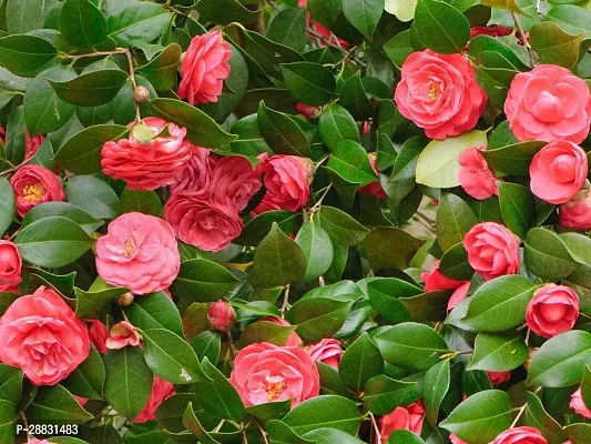 Baishnab  Camelia Plant  CU1 Rose Plant-thumb0