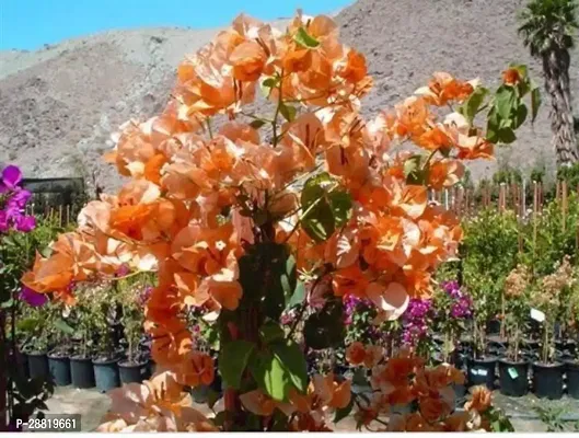 Baishnab  RH233 Bougainvillea Plant-thumb0