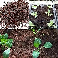 Baishnab Cauliflower seed 210 per packet    rb rbPurple Cauliflower  Phol Gobhi  F1 Hybrid Vegetable Seeds   G3740210PIECE-thumb1