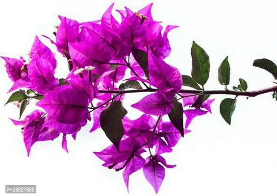 Baishnab  Bougainvillea Plant CF00017 Baugainvill-thumb0