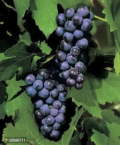 Baishnab Grapes Plant Muscat Blue Grapes-thumb3