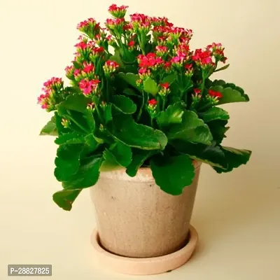 Baishnab  FORDAK773 Kalanchoe Plant