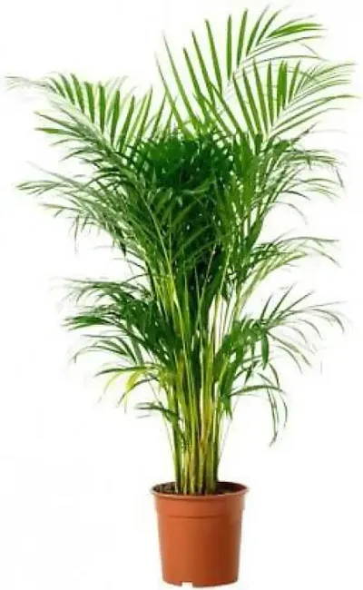 Best Selling Plant & Planters 