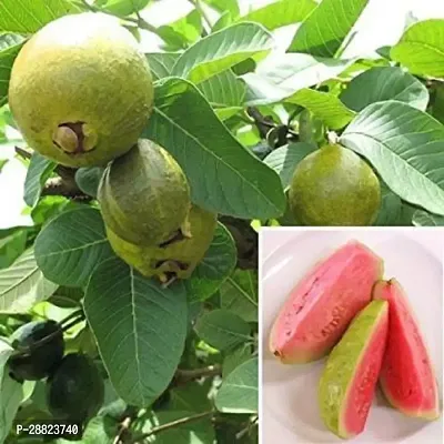 Baishnab  Hybrid Red Flesh Guava Plant Guava Plant-thumb0