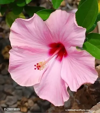 Baishnab  hihh01 Hibiscus Plant