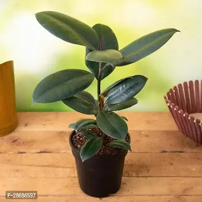 Baishnab Rubber Tree Plants 320-thumb0