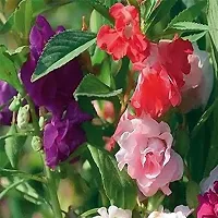 Baishnab Dopati 90ps seed mcBalsam Double Mix Hybrid Flower Seeds   B438490PIECE-thumb1