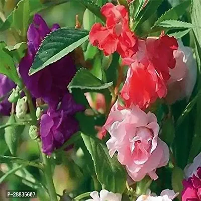 Baishnab Dopati 90ps seed mcBalsam Double Mix Hybrid Flower Seeds   B438490PIECE-thumb2