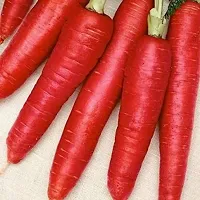 Baishnab Carrot  seed300 per packet rbRED CARROT  LAAL GAJAR   GAJAR RUPSLI SEEDS FOR KITCHEN GARDENING300PIECE-thumb2