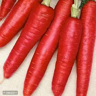 Baishnab Carrot  seed300 per packet rbRED CARROT  LAAL GAJAR   GAJAR RUPSLI SEEDS FOR KITCHEN GARDENING300PIECE-thumb3