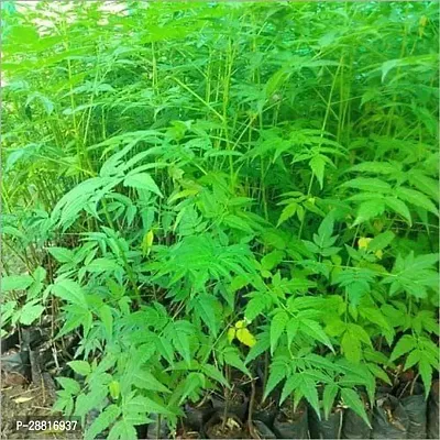 Baishnab  Herb Plant Neem Neem Plant