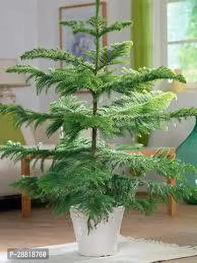 Baishnab  Christmas tree Plant2 Christmas Tree Plan