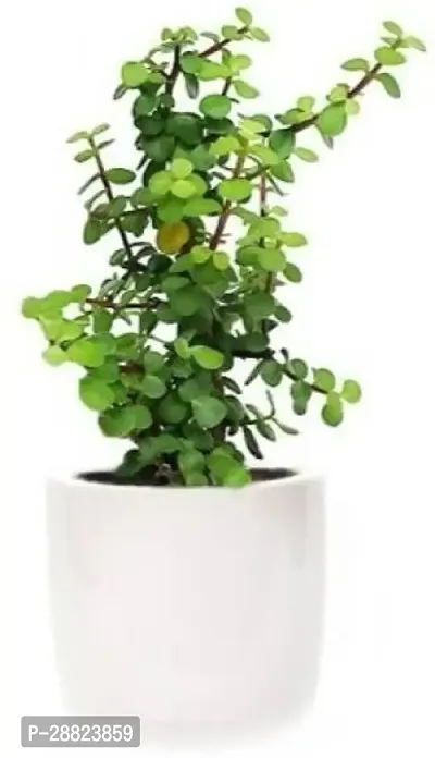 Baishnab  Jade Plant25 Jade Plant-thumb0