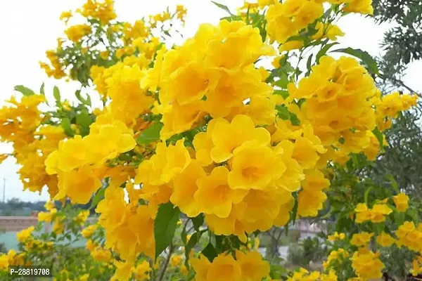 Baishnab  TECOMA YELLOW BELLS LIVE FLOWER PLANTHYB