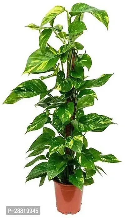 Baishnab  VELVET MONEY LEAF PLANT Money Plant-thumb0