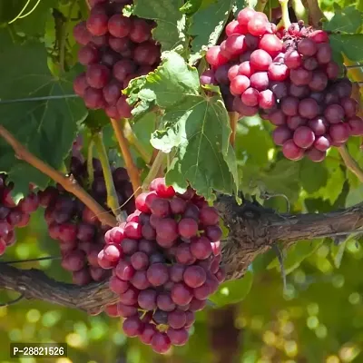 Baishnab  Well grapes plant Grapes Plant