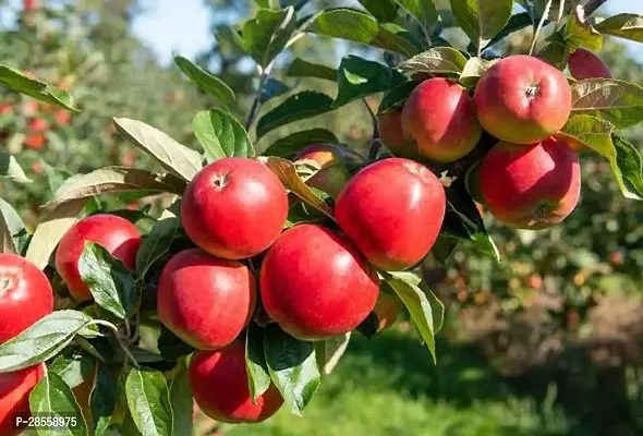 Baishnab Apple Plant Red Apple Plant-thumb3