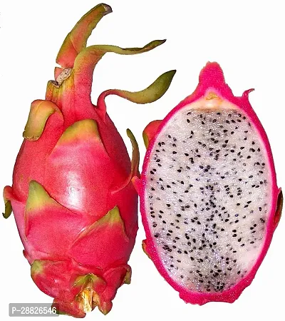 Baishnab  red dragon fruit plant1 Dragon Tree-thumb0