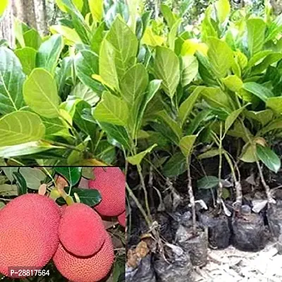 Baishnab  GREENPHOBIA Jack Fruit Plant700 Jack Frui-thumb0