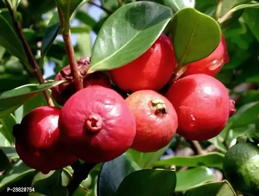 Baishnab  Red Indian Guava plant Guava Plant-thumb0