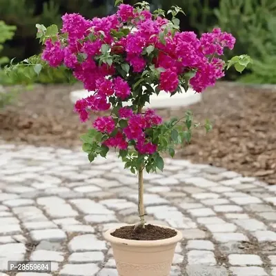 Baishnab Baugainvillea Plant Baugainvillea Plant