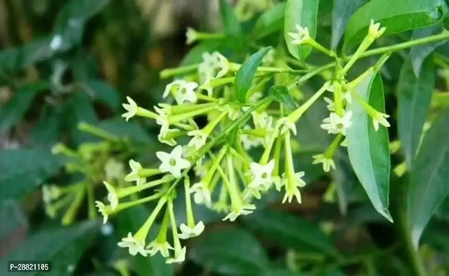 Baishnab  Night Queen jasmine 089 Jasmine Plant-thumb0