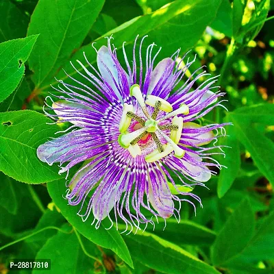 Baishnab  Passion Plant Passion Plant-thumb0