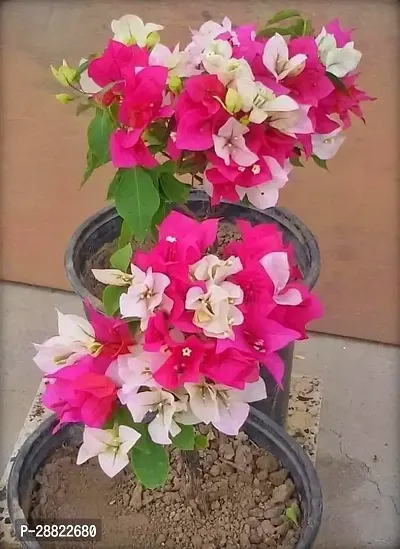 Baishnab  Bougainvillea Flower Live Plant Baugainvi-thumb0