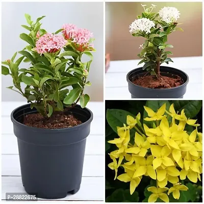 Baishnab  Ixora Flower Plant Combopack of3CFA4-thumb0