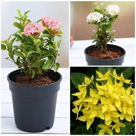 Hot Selling Plant & Planters 