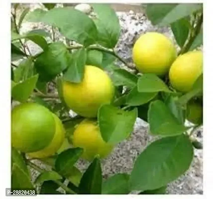 Baishnab  Exotic Tropical Fruit Meyer Lemon Citrus-thumb0