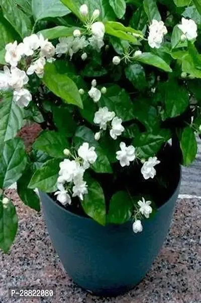 Baishnab  Jasmine PlantBell Full Plant CFA60 Jasm-thumb0