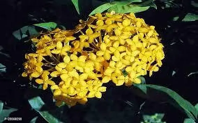 Baishnab Ixora Plant IXORA PLANT EEWS-thumb0