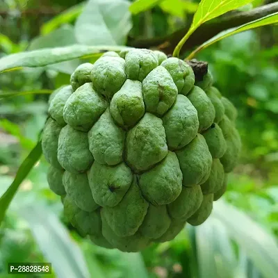 Baishnab  Custard Apple Live Plant Disha200571 C-thumb0