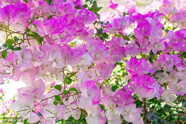 Baishnab  q111 Bougainvillea Plant-thumb0