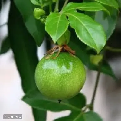 Baishnab  Passion Fruit Plant 100 Passion Plant