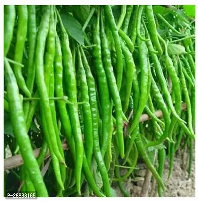 Baishnab Chilli seed 200ps mc eGrnth 255 Long Chilli हरी मिर्च 200Seeds200PIECE