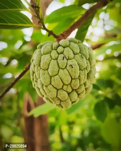 Baishnab  Custard Apple Live Plant CF00421 Custar-thumb0