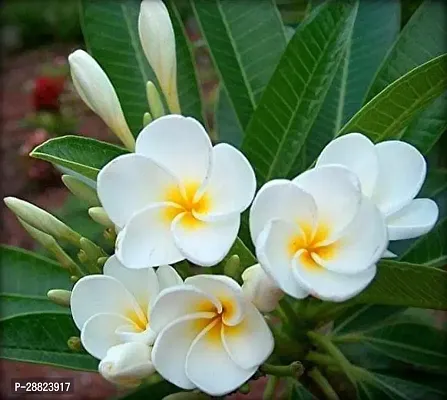 Baishnab  Plumeria Flower White  Live Plant CF105-thumb0