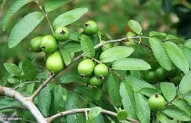 Baishnab Guava Plant GUAVA PLANT NNJJII0-thumb0