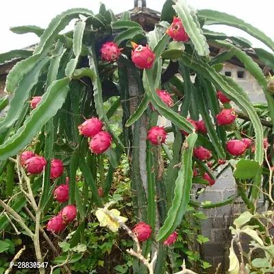 Baishnab  Live Dragon Fruit Plant Jumbo Pink White-thumb0